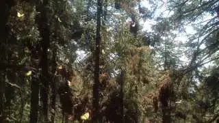 Mariposa Monarca (Disminuye 40% número de visitas)