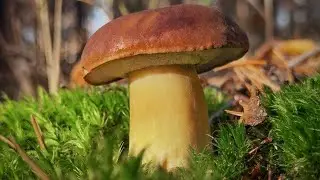 Грибной ноябрь 2021. Полная корзина польских грибов из Подмосковья!