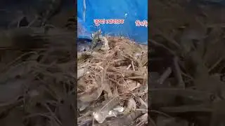 চিংড়ি #fishing #trending #viralvideo #foryou #shortvideo #shortsvideo