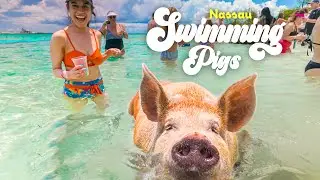 SWIMMING PIGS & PEARL ISLAND Beach Escape - Allure of the Seas Excursion | NASSAU, BAHAMAS