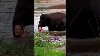 Слон СПАС ЧЕЛОВЕКА ТОНУЩЕГО В РЕКЕ 