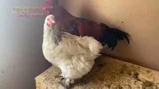 Начало! Новый курятник! Куры разных пород! Кросс, брама, легорн! Индоутки!