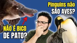 INCREDIBLE CURIOSITIES that YOU NEED TO KNOW about the BULLDOG and the PENGUIN! Are they BIRDS or...