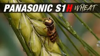 Panasonic S1H - Macro - Wheat - Bugs