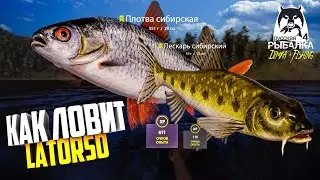 Русская рыбалка 4.🎣 р. Нижняя Тунгуска 🦈💦 ЛОВЛЯ на ПИКЕРЫ 👍 КАК ЛОВИТ LATORSO 👀