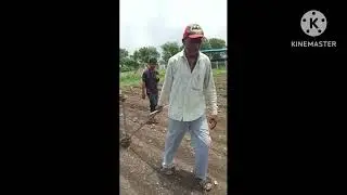 તલ વાવેતરની રીત #farming
