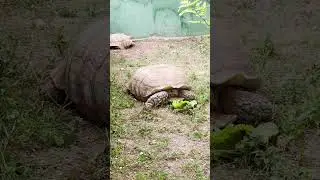 Застрял на пне, испугался салата - трудный день Квазимодо