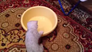 Кот и тазик с водой