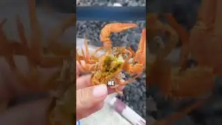 ЛЮБЛЮ РАКОВ