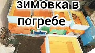 ПРИЕХАЛ КОРМИТЬ ПЧЕЛ А ТАМ😬... BEEKEEPING. ЗИМОВКА ПЧЕЛ В ЗИМОВНИКЕ. BEE. ПЧЕЛОВОДСТВО.