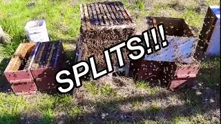 WALK AWAY SPLITS with QUEEN CELLS