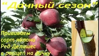 Прививка яблони в ращеп на дичку