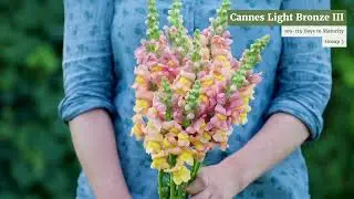 'Cannes Light Bronze III' Group 3 Snapdragons from Johnny's Selected Seeds
