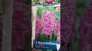 ГИАЦИНТЫ 