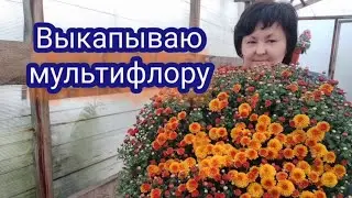 Хризантема мультифлора. Выкапываю из грунта, пересаживаю в горшки. попробую устроить ей стресс🤭