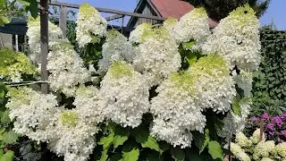 Всё о моём опыте в выращивании Гортензий 30.07.23Раскрою все секреты🙊 🗝🔓