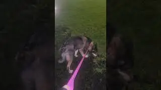 Wolfdog Leia went to a new home! For some reason, the old video was not uploaded on time