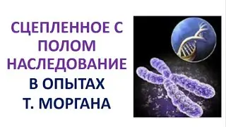 4. Сцепленное с полом наследование в опытах Т. Моргана