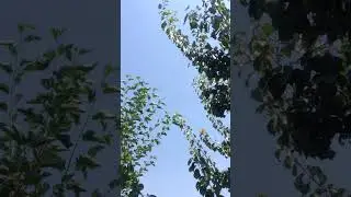 Разлетались над головами 😱 #новая  #новинка