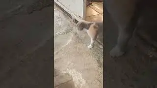 Si belang dan inaya berantem  #short #kucinglucu #kucing #videokucing #catlover