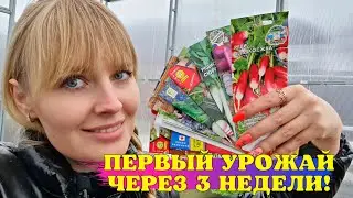 УРОЖАЙ ЧЕРЕЗ ТРИ НЕДЕЛИ! Показываю что НУЖНО ПОСЕЯТЬ В АПРЕЛЕ!
