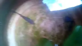Koleksi Ikan Hias Guppy Full Black Saragih Laris