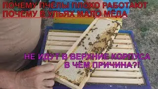 Почему пчёлы ПРЕНЕСЛИ МАЛОМ МЁДА В КОРПУСНЫЕ УЛЬЯ причины ПЛОХОВА ПЕРЕХОДА ПЧЕЛЫ В КОРПУСА ☝️🍯🐝