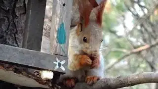 Белки в Чистяковской роще 🐿️, Краснодар март 2017