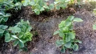 Мульчирование клубники хвойным опадом.