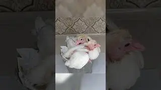 Mites Removal From The Pigeon's Body