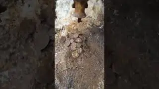 Defineciler Sarılar Çıktıkça Küpten Çıldırıyorlar !!
