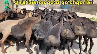Qirg'iziston qo‘zi qo‘chqorlari keldi YANGI partiyasi