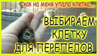 Как правильно выбрать клетку для перепелов? Как сделать клетку своими руками?
