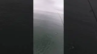 ЩУКА НАПАЛА НА ОКУНЯ! #shorts  #fishing #рыбалка #щука #окунь