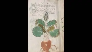 Рукопись Войнича, Манускрипт Войнича. 209 страниц (1080 HD)