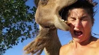 Extremely Dangerous Animal Attacks on Humans | All NEW VIDEOS