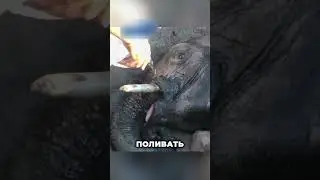 Спасли слоненка