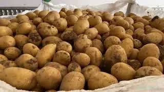 Recogida  de patatas 🥔 Campo y Almacén  Sevilla España  🇪🇸  destino  Bélgica 🇧🇪 4K