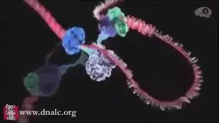 Копирование ДНК