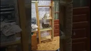 кошки