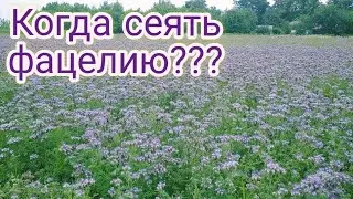 КОГДА СЕЯТЬ ФАЦЕЛИЮ?  ПОСЕВ ФАЦЕЛИИ НА МЕДОНОС.  ФАЦЕЛИЯ. ВСЕ О ФАЦЕЛИИ. Артура&Пасека.
