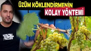 ÜZÜM KÖKLENDİRME / ÇELİK İLE ÜZÜM AĞACI YETİŞTİRME / ASMA KÖKLENDİRME