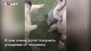 Сурки дерутся за угощение