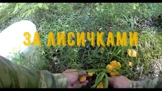 За лисичками 2023