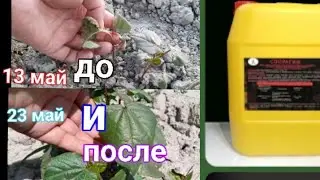 ФУЗАРИОЗ ВИЛТ КАСАЛЛИГИ БИЛАН КАСАЛЛАНГАН ПАХТАНИ 100% ДАВОЛАДИК