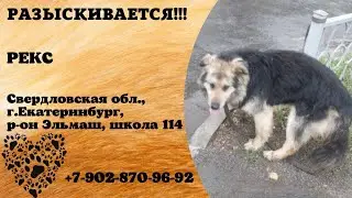 Пропала собака! РЕКС. Свердловская область, г.Екатеринбург.