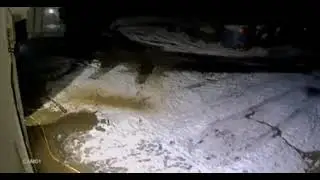 3 волка напали на 3 собак