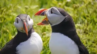 Puffin Therapy! (Steve Poole)