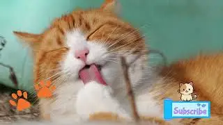 Important Message From Your Cat: He Loves You! #cat #catvideos