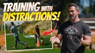 Teaching Your Dog to Adapt to New Situations